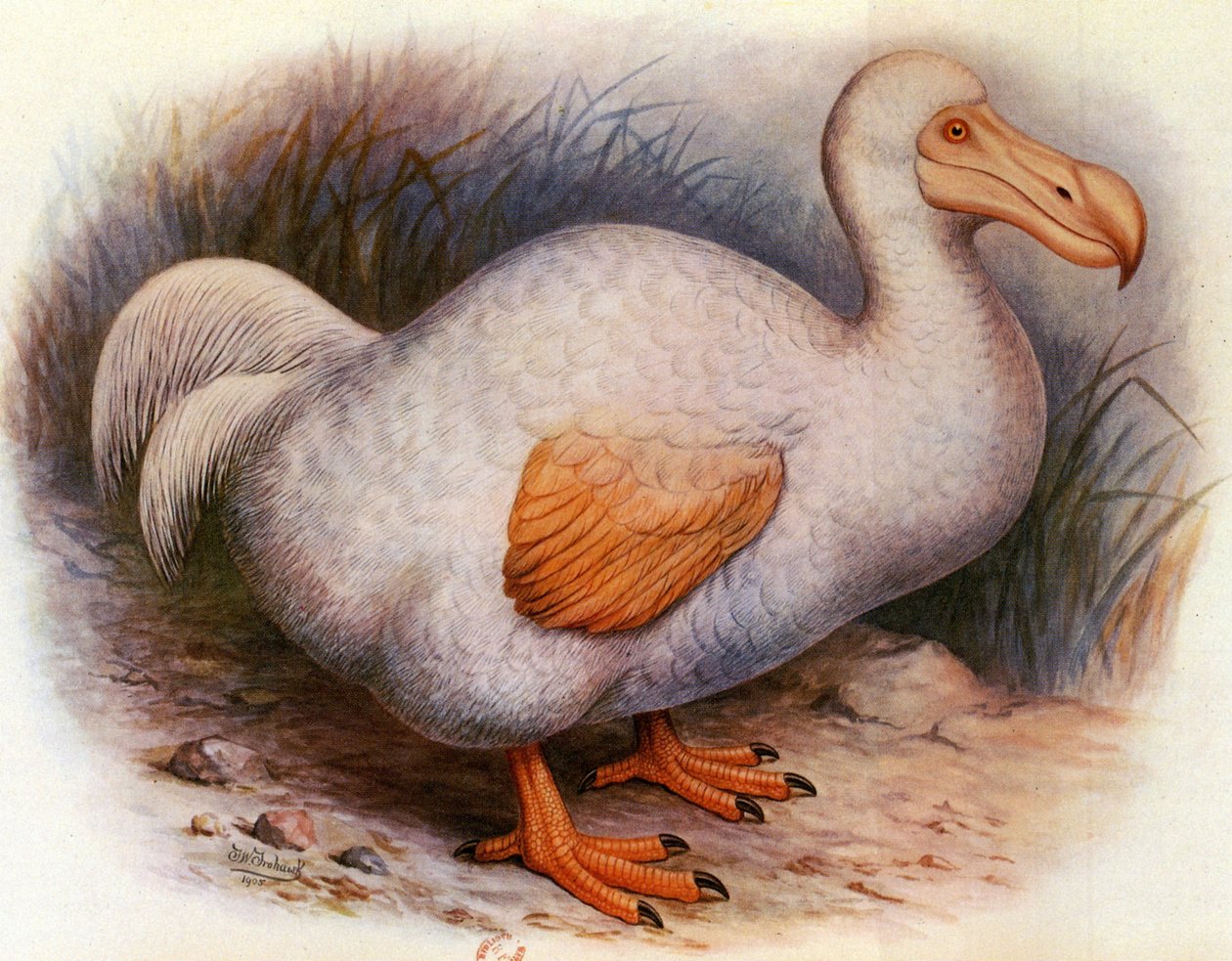 Illusztráció/Didus solitarius/Fehér Dodo of the Reunion/Solitude alkotó: Unbekannt