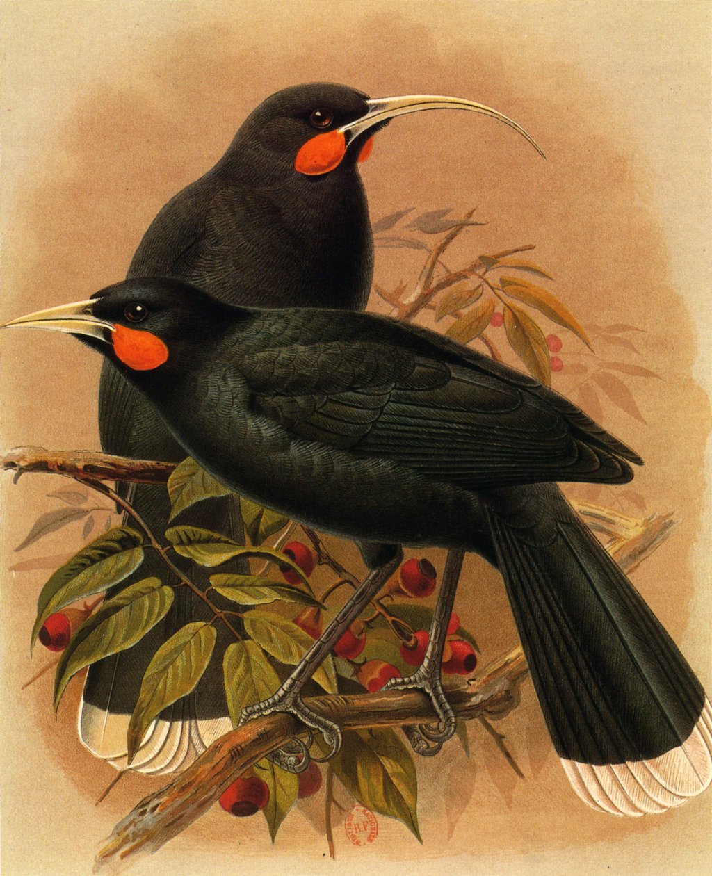 Illusztráció/Heteralocha acutirostris/Huia dimorphe/Huia alkotó: Unbekannt