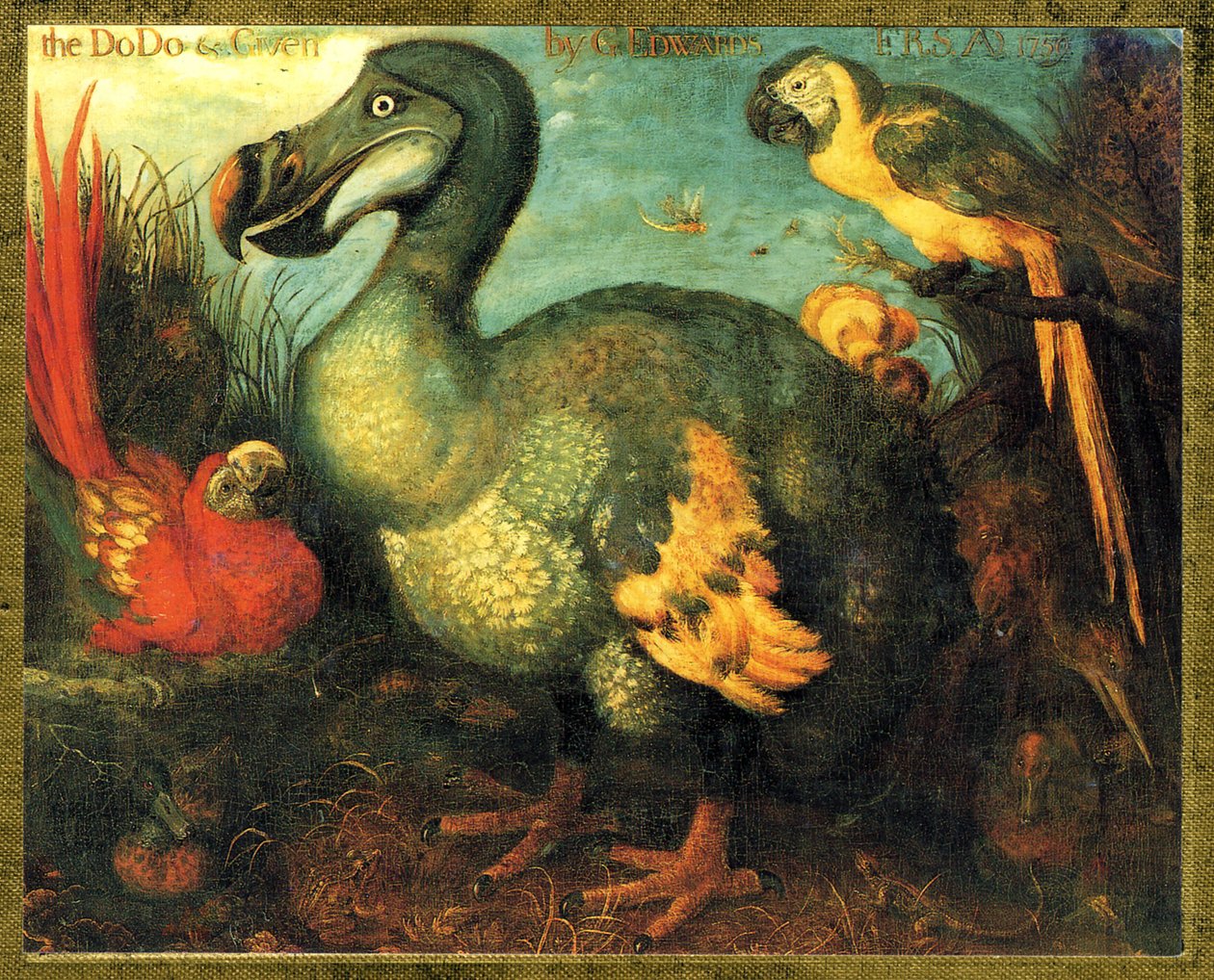 Illusztráció/Raphus cucullatus/Mauritiusi Dodo/Dronte alkotó: Unbekannt