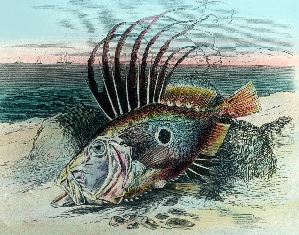 Illusztráció egy John dory halról (Zeus faber) alkotó: Unbekannter Künstler