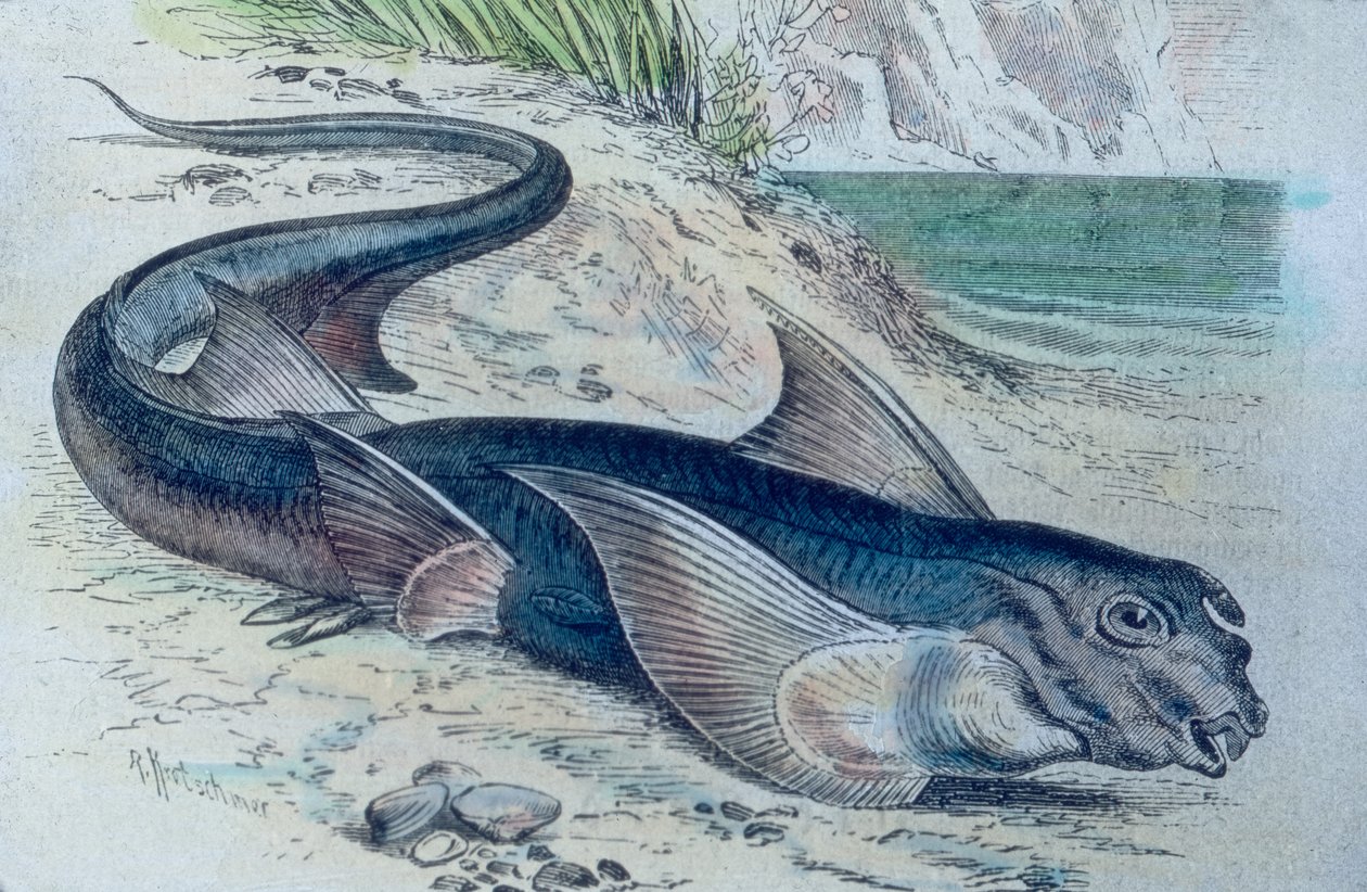 Kiméra (Hydrolagus colliei) illusztrációja alkotó: Unbekannter Künstler
