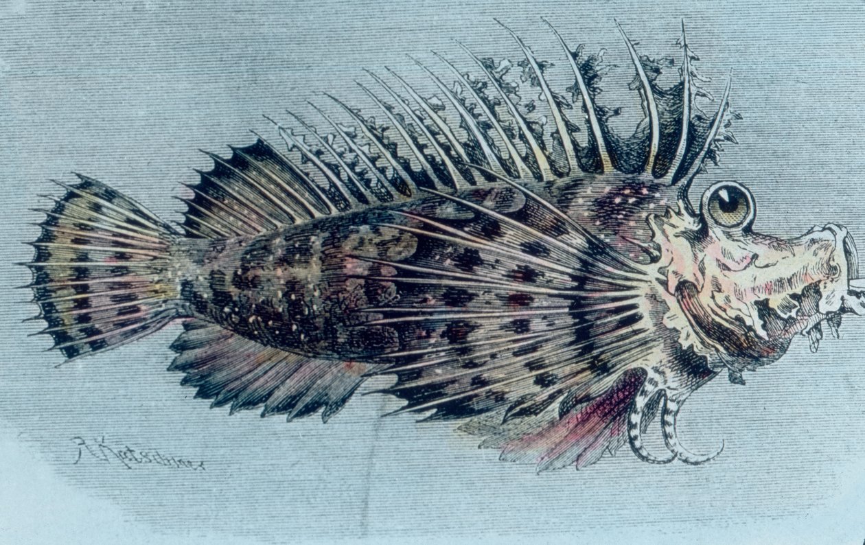 Egy tarajos hal (Lophotidae) illusztrációja alkotó: Unbekannter Künstler