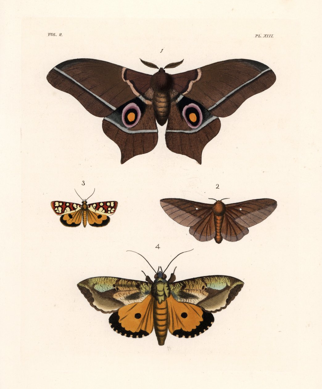 Imbrasia epimethea (Saturnia epimethea) 1, rózsaszín csíkos tölgyfamoly, Anisota virginiensis (Dryocampa virginiensis) 2, Crameria aegocera (Aegocera amabilis) 3, és Eudocima materna (Triphaena materna) 4. Kézzel színezett litográfia John O. Westwood új kö alkotó: Unbekannter Künstler