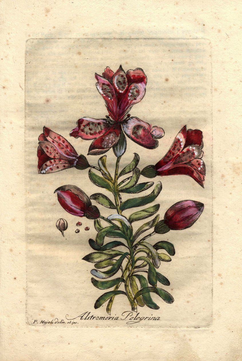 Inka liliom (Alstromeria pelegrina), Peruban és Chilében őshonos. A virágok, levelek, szár és magok leírása. Eau forte en couleurs, P. Maioli (vagy Majoli) rajza, Giuseppe Bianchi metszete, megjelent 1786-ban, John Hill: Decade of Curious and Eleg alkotó: Unbekannter Künstler