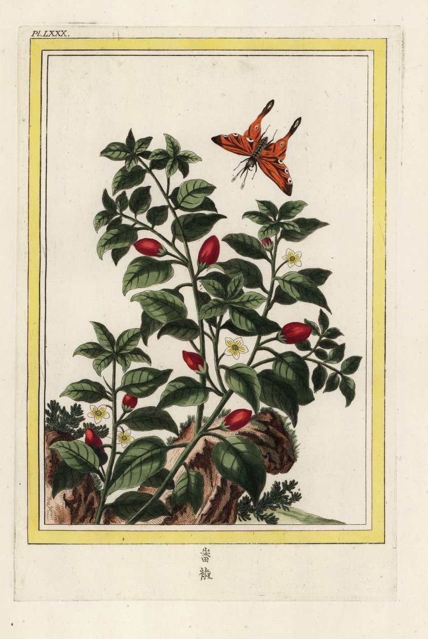 India Bors. Bors, Capsicum annuum. Kézi metszet Pierre Joseph Buchoz "Értékes és illuminált gyűjtemény a legszebb és legkülönösebb virágokról, amelyeket mind a kínai, mind az európai kertekben termesztenek, Párizsban. alkotó: Unbekannter Künstler