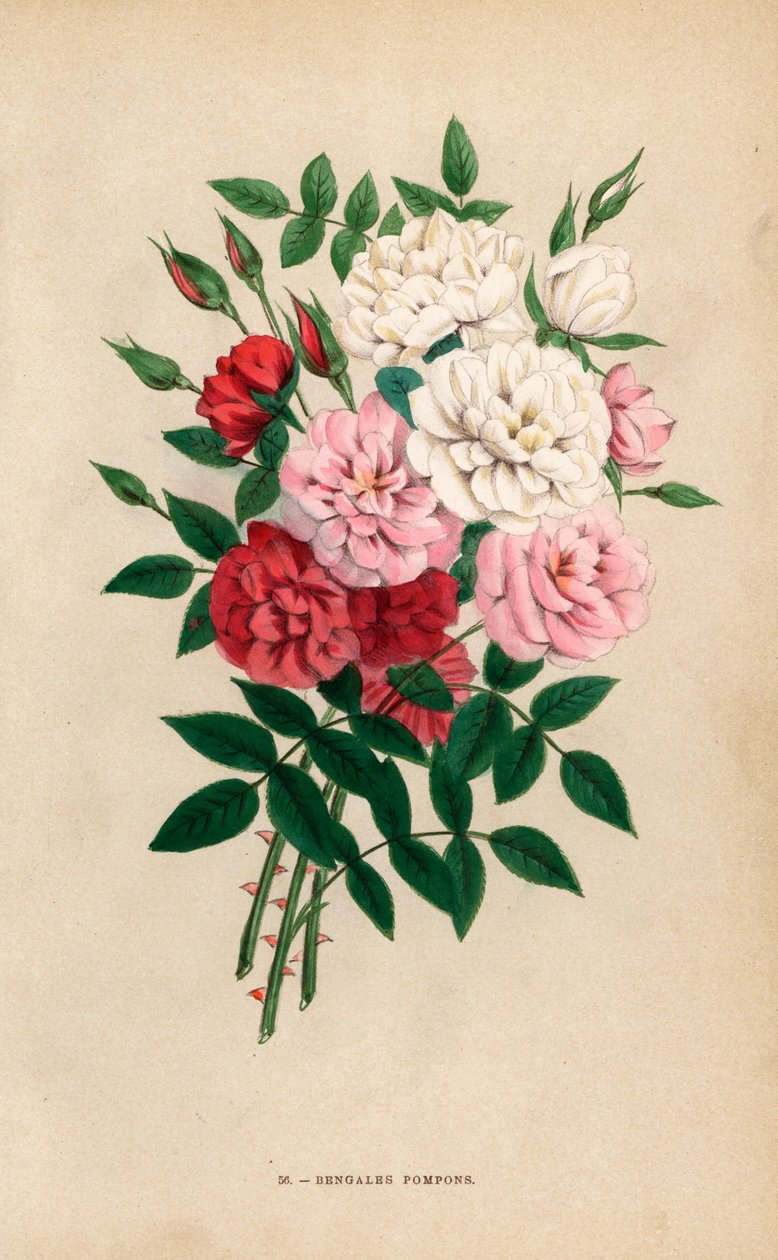Indiai gombrózsa, bengáli pompon, Rosa chinensis hibridek. F. Grobon által Hippolyte Jamain és Eugene Forney "Les Roses" című műve alapján készített kromolitográfia, természet után rajzolta és litografálta, Párizs, J. Rothschild. alkotó: Unbekannter Künstler