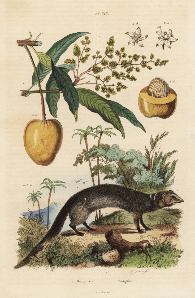 indiai szürke mangúz, Herpestes edwardsi 1 és mangó, Mangifera indica 2 alkotó: Unbekannt