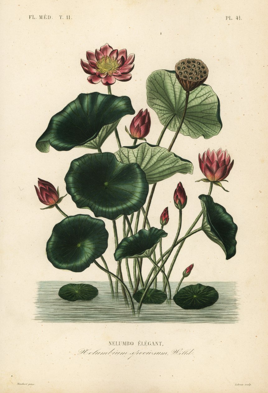 Indiai lótusz, Nelumbo nucifera, Nelumbium speciosum, Nelumbo elegantus alkotó: Unbekannt