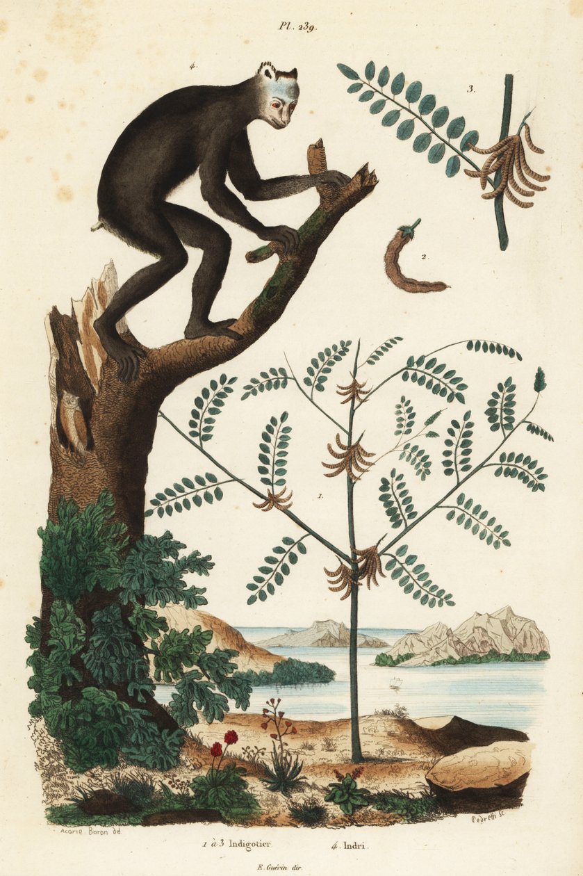 Indigó növény, Indigofera atropurpurea 1-3, és indri vagy babioto, Indri indri, kritikusan veszélyeztetett maki 4 alkotó: Unbekannt