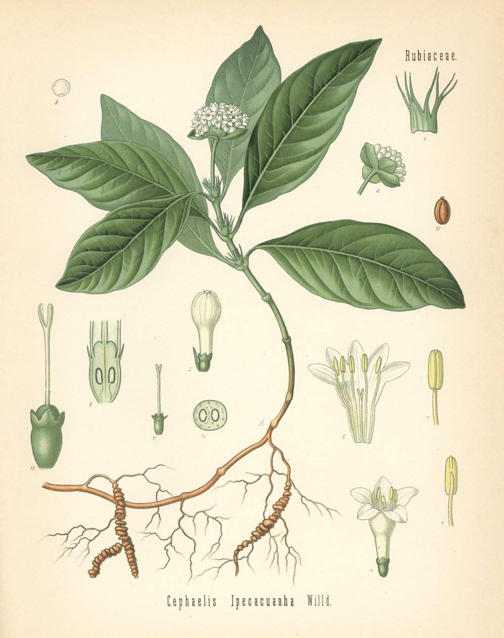 Ipecacuanha, Carapichea ipecacuanha (Cephaelis ipecacuanha). Kromolitográfia Hermann Adolph Koehler gyógynövényei című, Gustav Pabst által szerkesztett művének botanikai illusztrációja után, Koehler, Németország. alkotó: Unbekannter Künstler