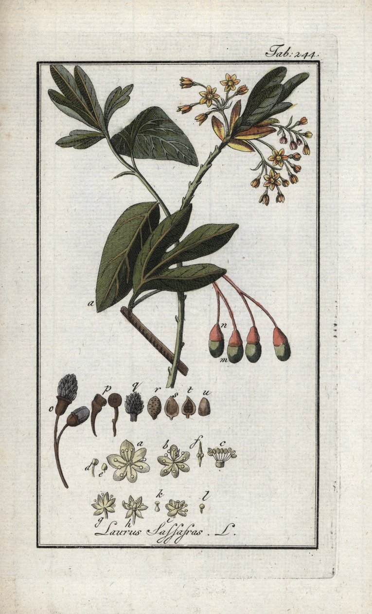 Irokéz babér (Sassafras albidum). Litográfia Johannes Zorn (1739-1799) "Afbeelding der Artseny-Gewassen" című művéből, Hollandia. alkotó: Unbekannter Künstler