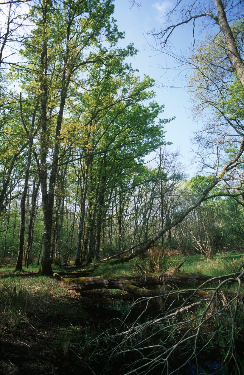 Olaszország, Latium régió, Circeo Nemzeti Park, tó a Bioszféra Rezervátumon alkotó: William M. Timlin