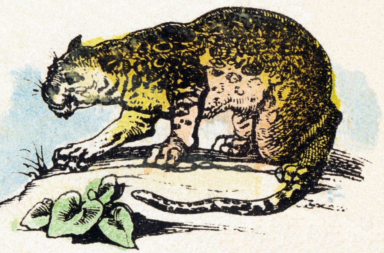 J - Jaguar - Alphabet - gyerekszórakozás - Kép epinal, népszerű sorozat 1890 körül (illusztráció) alkotó: Unbekannt