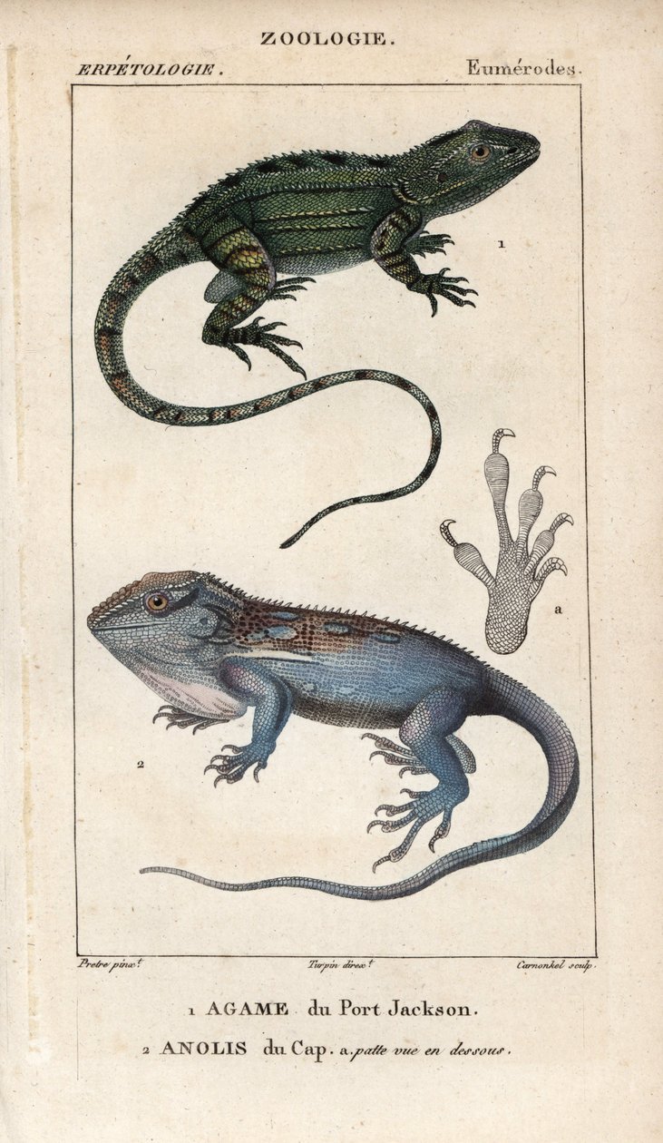 Jacky lashtail, Port Jackson agame, Amphibolurus muricatus, és Cape törpe gekkó, Cape anolis, Lygodactylus capensis. Kézzel színezett rézmetszet Jussieu 1816-1830-as "Természettudományi szótárából". A halakról és hüllőkről szóló kötetek alkotó: Unbekannter Künstler