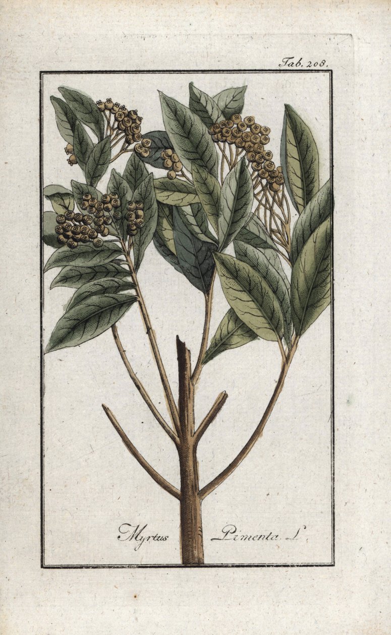 Jamaikai bors vagy négy fűszeres bors vagy giroflee bors (Pimenta dioica). Litográfia Johannes Zorn (1739-1799) "Afbeelding der Artseny-Gewassen" című művéből, Hollandia. alkotó: Unbekannter Künstler