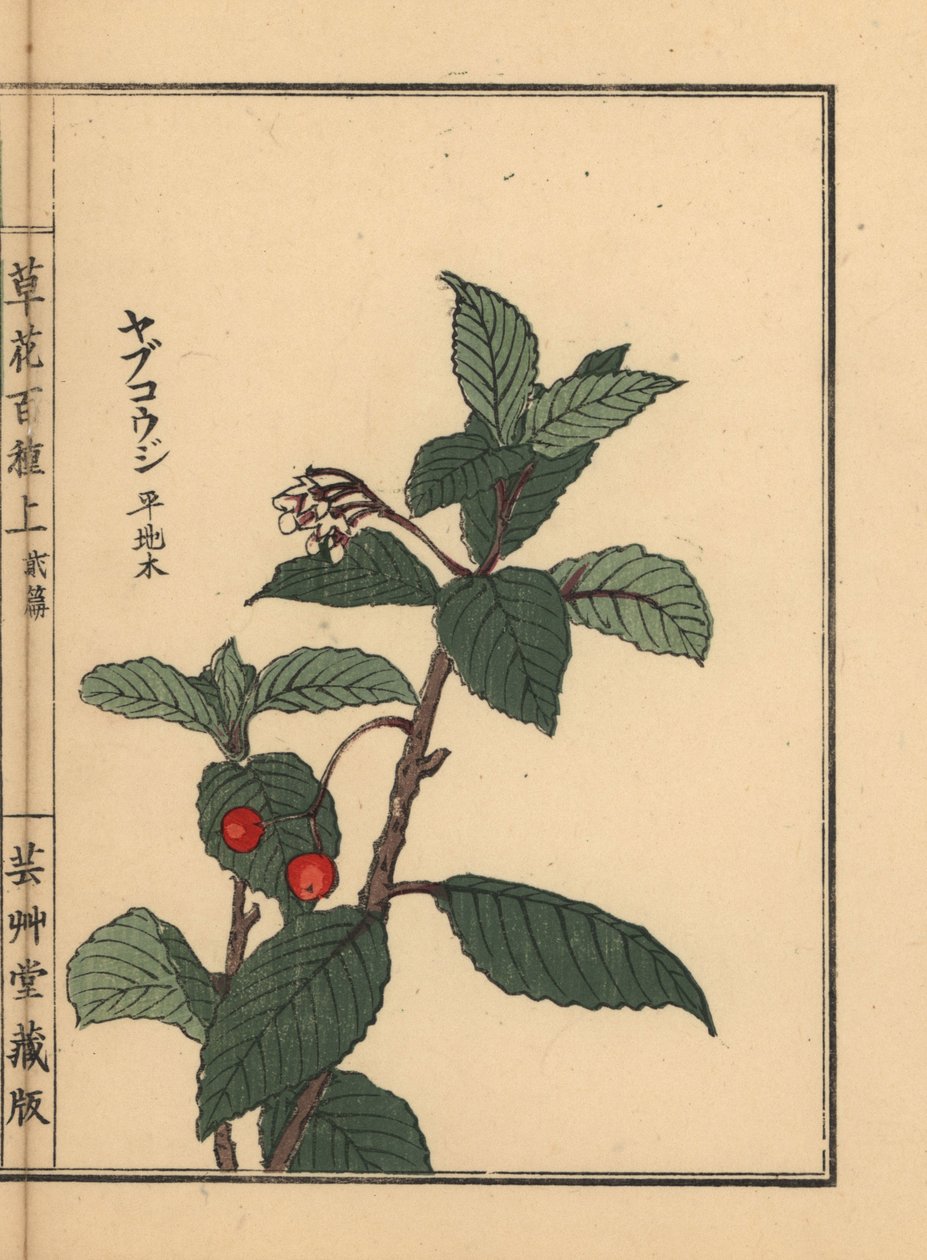 Japán ardisia vagy Chirimen marlberry, Ardisia japonica. Kézzel színezett fametszet, Kono Bairei, Kusa Bana Hyakushu (One Hundred Varieties of Flowers), Tokió, Yamada. alkotó: Unbekannter Künstler
