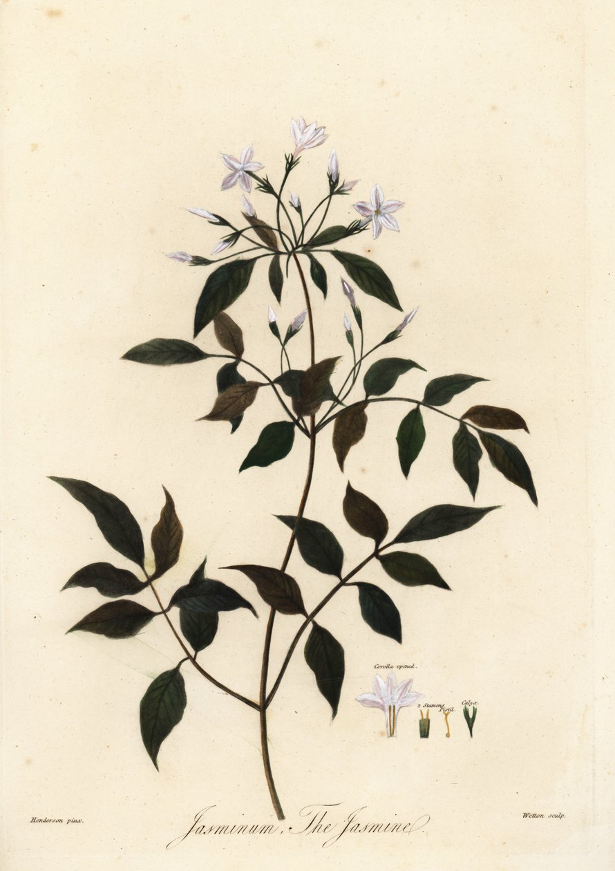 Jázmin, Jasminum officinale. 1805 (metszet) alkotó: Unbekannter Künstler