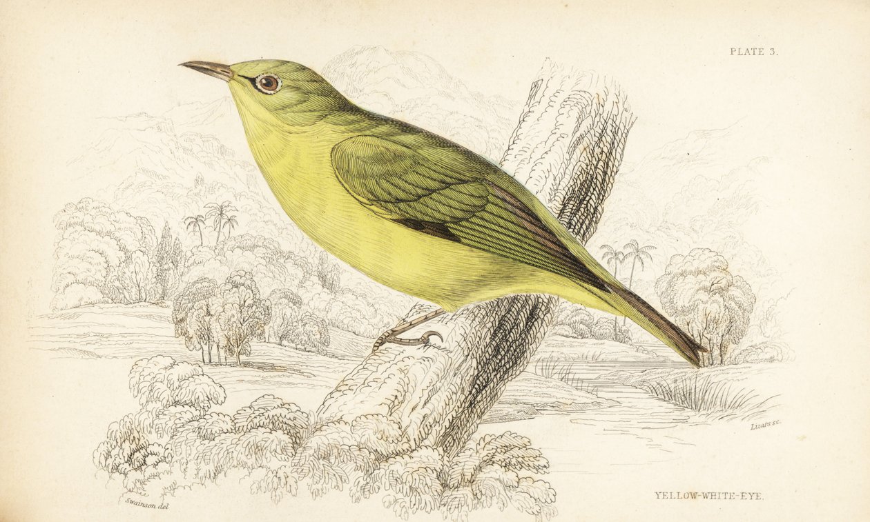 Jávai fehérszemű, Zosterops flavus (sárga fehérszemű, Zosterops flava). William Lizars kézzel színezett acélmetszete William Swainson után Sir William Jardine Naturalist