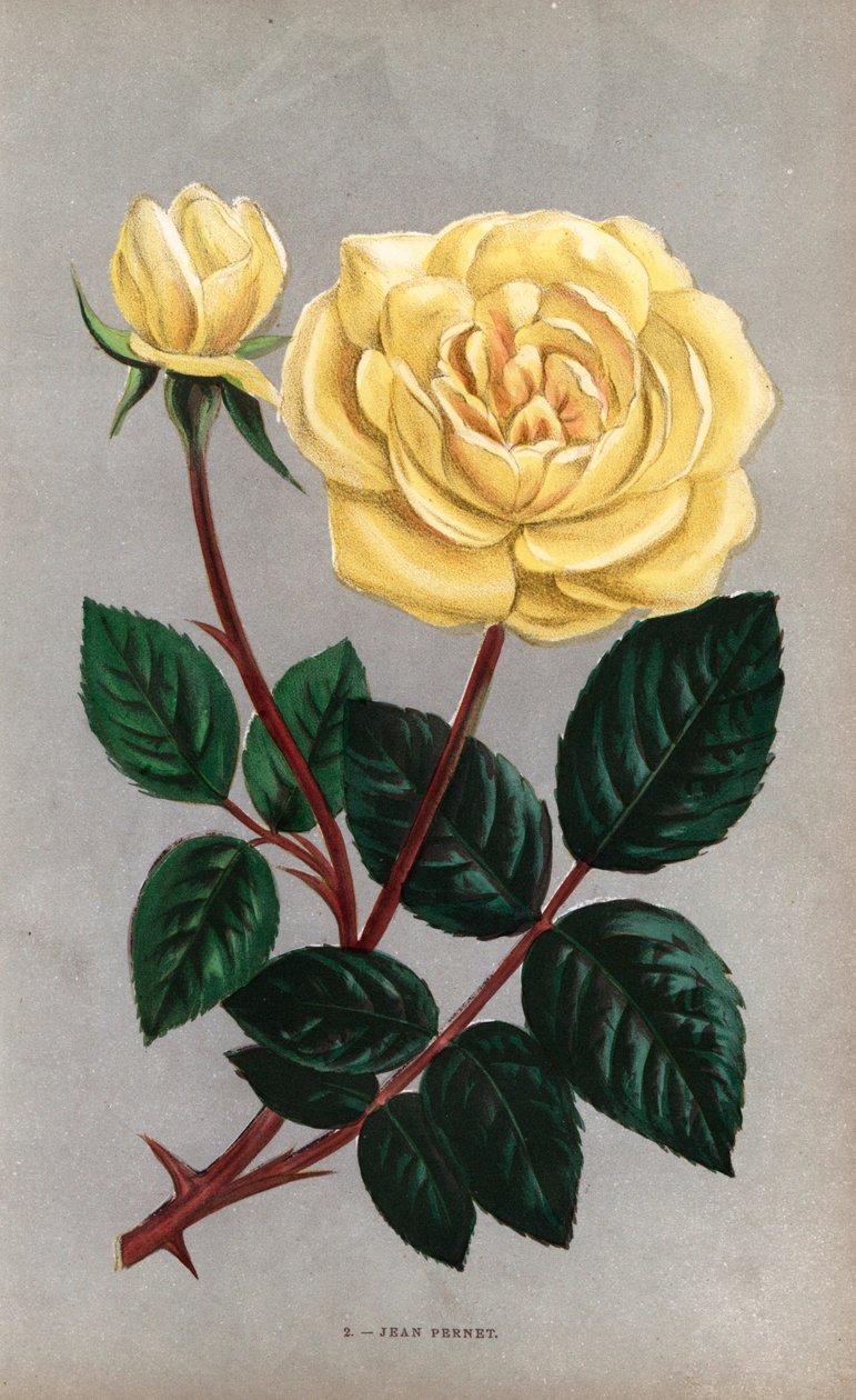 Jean Pernet rózsa, a tearózsa sárga fajtája, amelyet a lyoni Monsieur Pernet nevelt 1867-ben. F. Grobon által Hippolyte Jamain és Eugene Forney "Les Roses" című műve alapján rajzolt és litografált kromolitográfia a természet után, Párizs, J. Rothschild. alkotó: Unbekannter Künstler