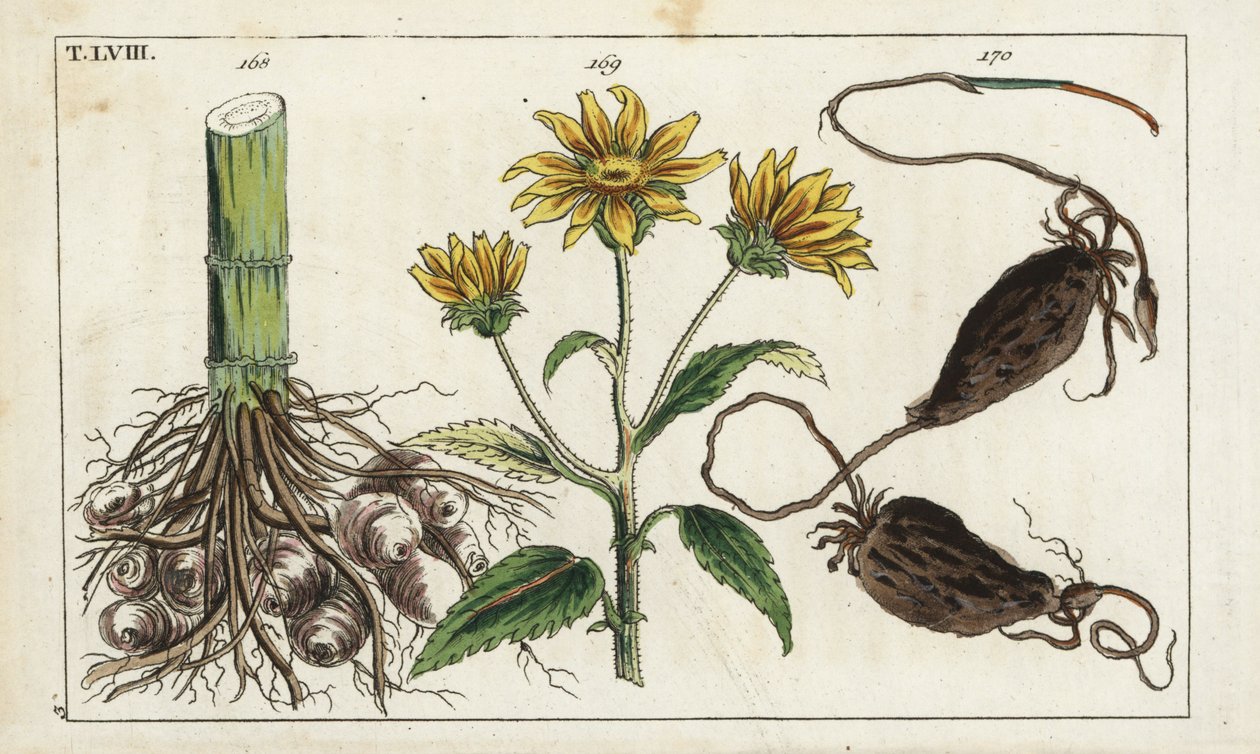 csicsóka (csicsóka), Helianthus tuberosus gyökér alkotó: Unbekannter Künstler