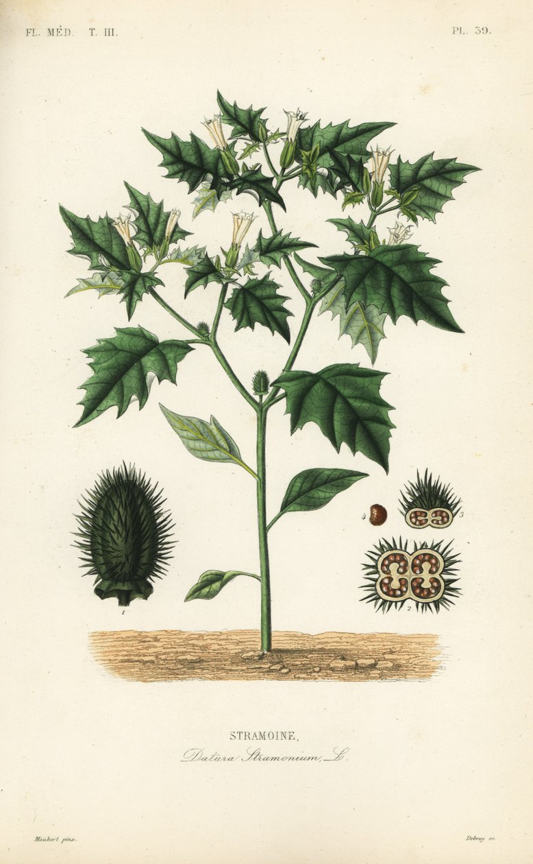 Jimsonweed vagy ördög pergő, Datura stramonium, Stramoine alkotó: Unbekannt