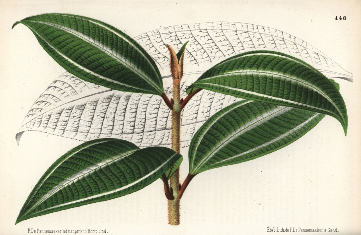 Johnnyberry fajta, Miconia pulverulenta var trifasciata. Rajzolta és kromolitografálta P. de Pannemaeker Jean Linden l