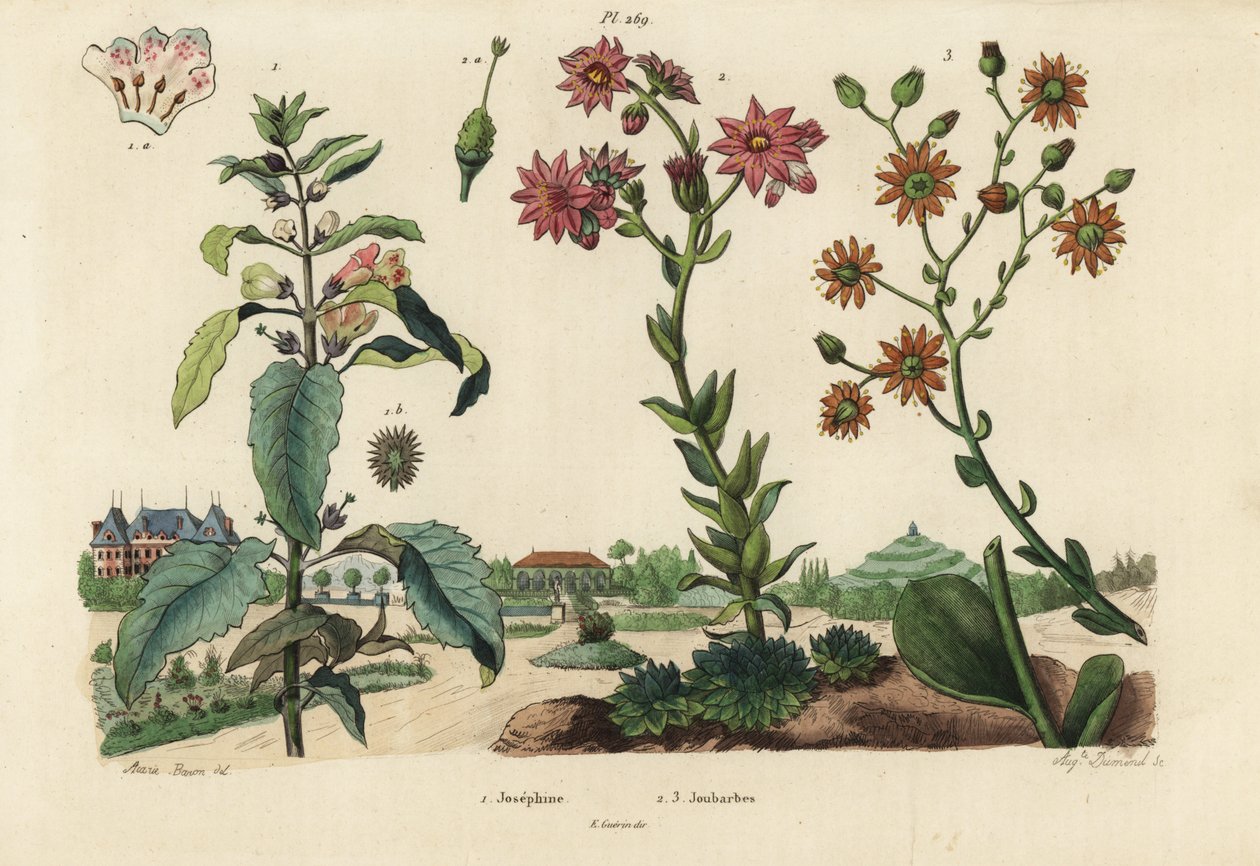 Josephine növény, Josephinia empress 1 és stonecrops, Crassula fajok 2,3 alkotó: Unbekannt