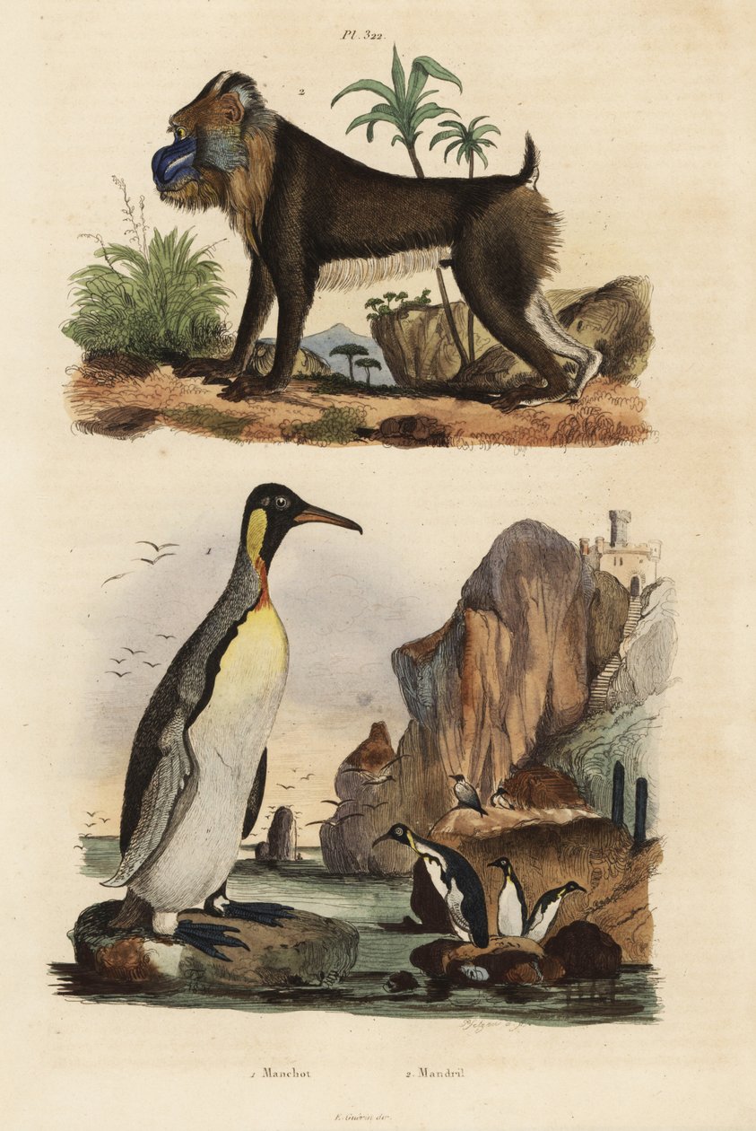 Királypingvin, Aptenodytes patagonicus 1 és mandrill, Mandrillus szfinx, sebezhető, 2 alkotó: Unbekannt