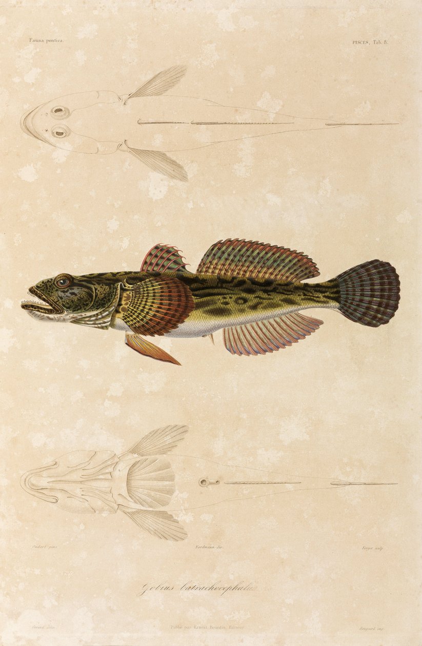 Knout goby, Fekete-tenger alkotó: Unbekannt