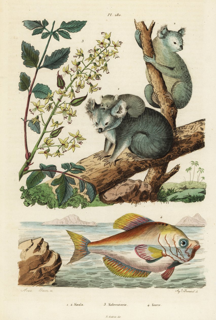 Koala, Phascolarctos cinereus 1.2, lakkfa, Koelreuteria paniculata 3 és indiai púpos, Kurtus indicus alkotó: Unbekannt