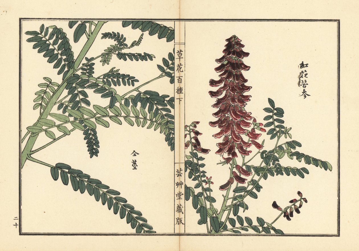 Kouka vagy kujin, Sophora flavescens. A kínai gyógyászatban ku shen néven használt gyökér. Kézzel színezett fametszet, Kono Bairei, Kusa Bana Hyakushu (One Hundred Varieties of Flowers), Tokió, Yamada. alkotó: Unbekannter Künstler