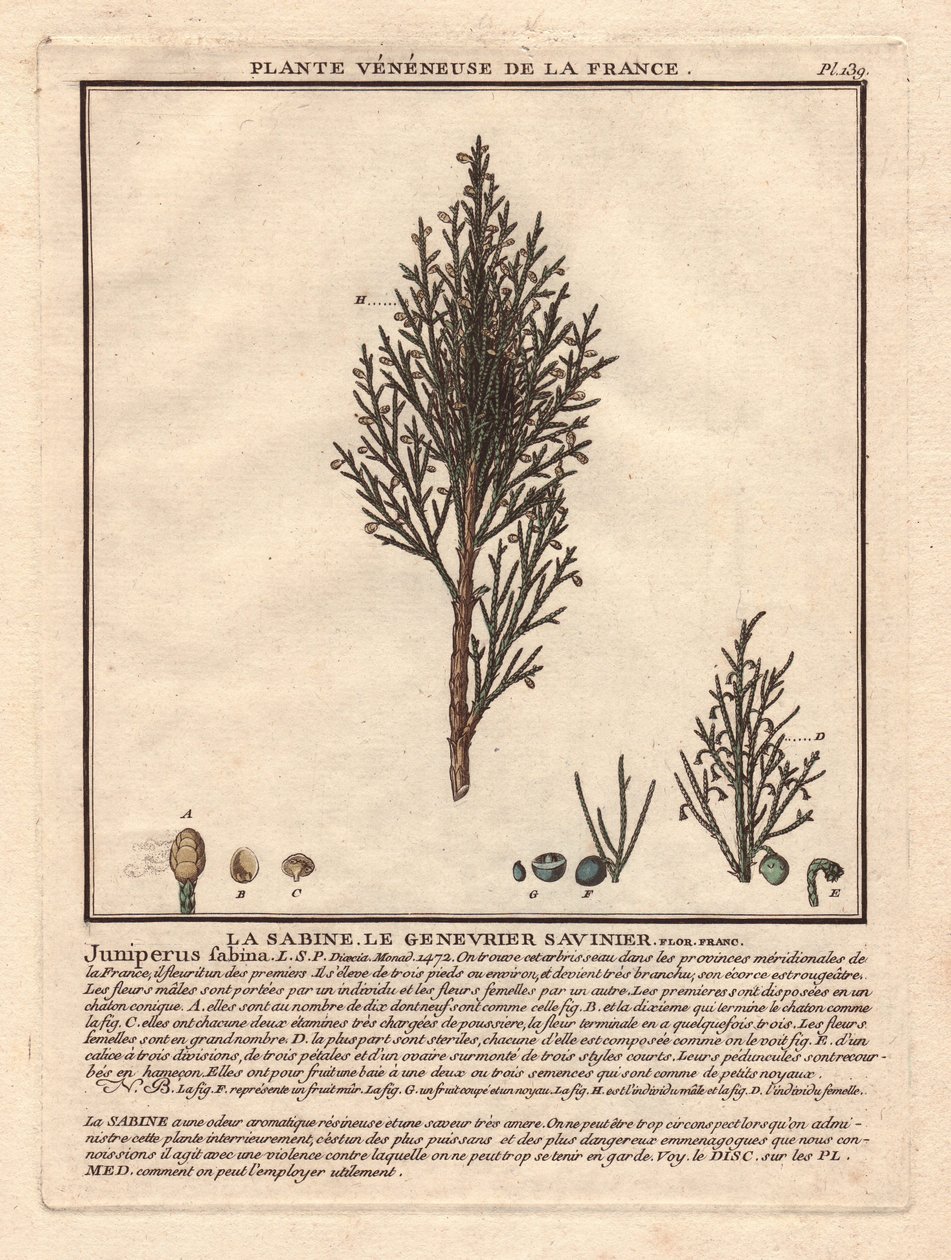 La Sabine, a Savinier Juniperus fabina. Vénuszi növény, egy hím (középen) és egy nőstény (balra) ág leírása, a különböző érettségi stádiumban lévő gyümölcsök részleteivel. Eau forte en couleurs 18. század, in Herbier de la France (1780-1793), rajz, engr. alkotó: Unbekannter Künstler