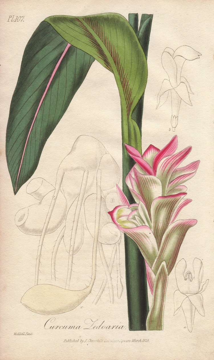 La Zedoaire (Curcuma zedoaria) - Erős víz William Clarke által, hogy illusztrálja a John Stephenson és James Morss Churchill által kiadott "Medical Botanical, Description of the Medicinal Plants of London, Edinburgh and Dublin", Londonban John Churchill ál alkotó: Unbekannter Künstler