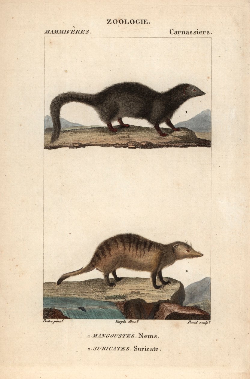La mangouste et le suricate - Eau forte, Jean Gabriel Pretre (1780-1845), Carnonkel metszete, Frederic Cuvier természettudományi szótárához: emlősök, szerkesztette Pierre Jean Francois Turpin (1775-1840), kiadó: F.G.Levrault, Párizs. alkotó: Unbekannter Künstler