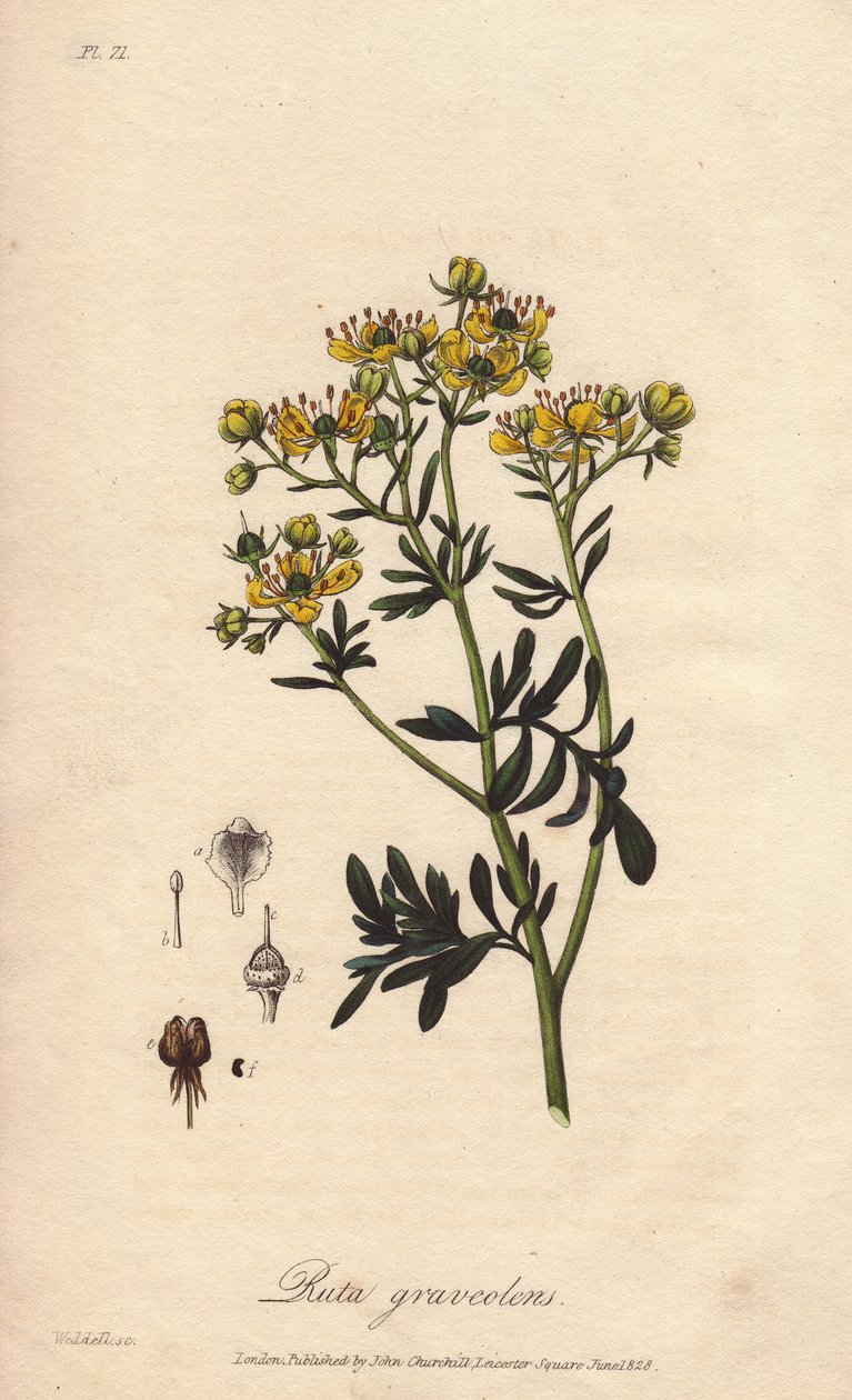 La rue des jardin ou rue fetide (Ruta graveolens) - Water forte William Clarke által készített "Botanique medicale, description des plantes medicinales de London, Edinburgh et Dublin" című, John Stephenson és James Morss Churchill által kiadott, Londonban  alkotó: Unbekannter Künstler