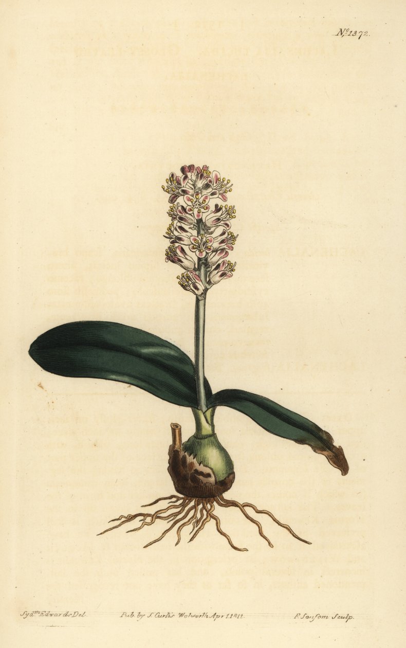 Lachenalia pallida (fényes levelű lachenalia, Lachenalia lucida) alkotó: Unbekannt