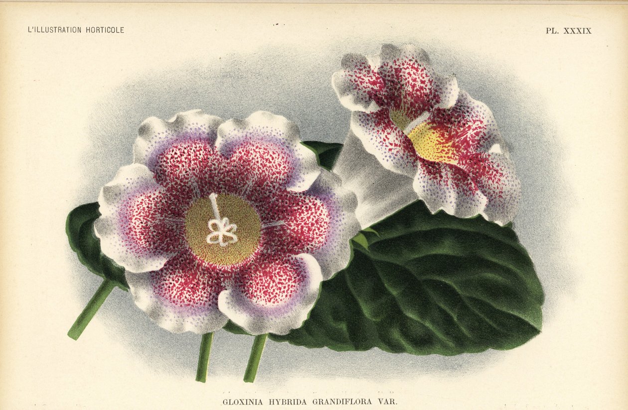 Ferd által nevelt nagyvirágú gloxinia hibrid. Kegeljan, Gloxinia hybrida grandiflora. Pieter de Pannemaeker kromolitográfiája A. Goossens illusztrációja után, Jean Linden l