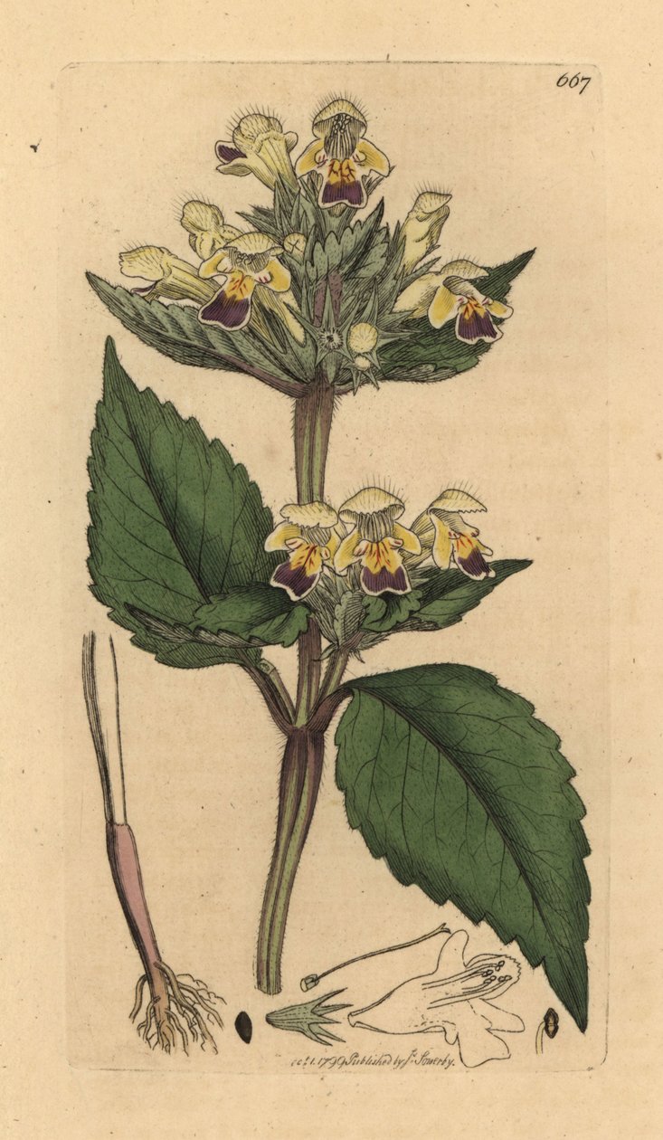 Nagyvirágú kendernövény, Galeopsis speciosa (Galeopsis versicolor) (Galeopsis a fleurs panachees) Kézzel színezett rézmetszet James Sowerby rajza után James Smith angol botanikájához készült rajz alapján alkotó: Unbekannter Künstler