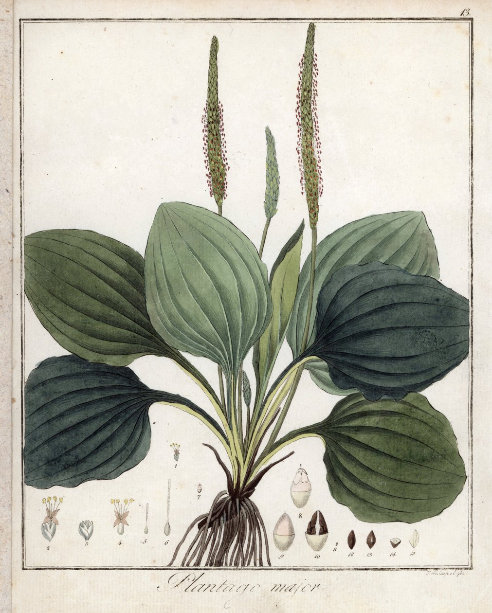 Nagy platán vagy Plantain Major (vagy Plantain Major of Birds) - F. Guimpel litográfiája, Friedrich Gottlob Haynes (1763-1832) orvosi botanikájának kivonatából, Berlin alkotó: Unbekannter Künstler
