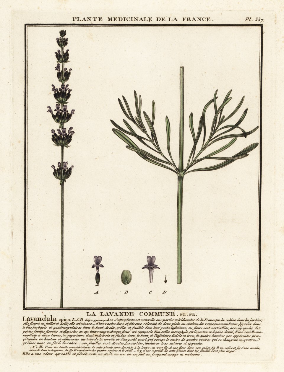 Levendula, Lavandula angustifolia. alkotó: Unbekannter Künstler
