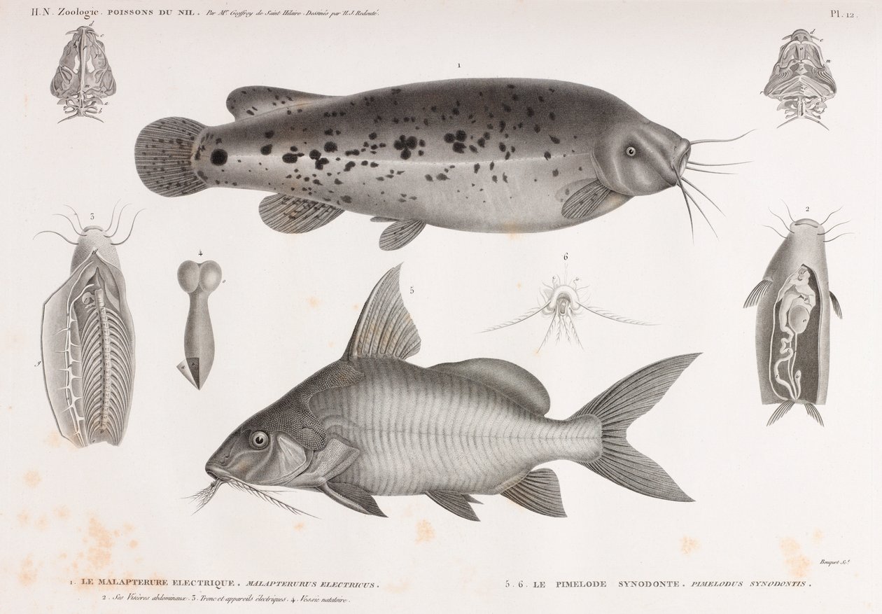 The Electric Malapterure & The Synodont Pimelode alkotó: Unbekannt