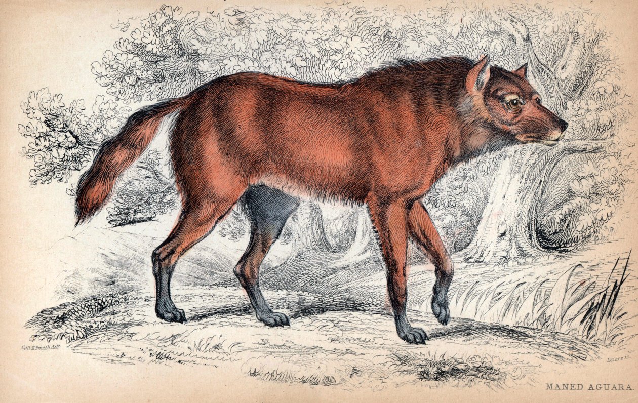 Le loup a criniere, Chrysocyon brachyurus - Charles Hamilton Smith ezredes litográfiája a Naturalist
