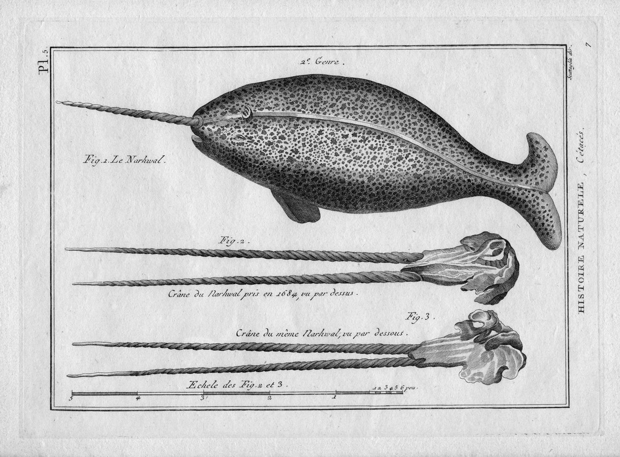 Le narvalin "Pierre Joseph Bonnaterre (1762-1804) "Painting Encyclopedique et Methodique des trois Regnes de la Nature", Párizs 1784. alkotó: Unbekannter Künstler