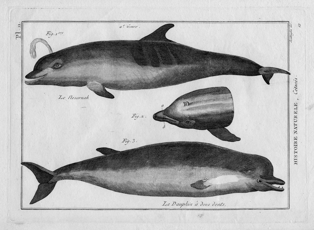 A disznódelfin és a delfin Pierre Joseph Bonnaterre (1762-1804) "Painting Encyclopedique et Methodique des trois Regnes de la Nature" című művében. Párizs 1784. alkotó: Unbekannter Künstler