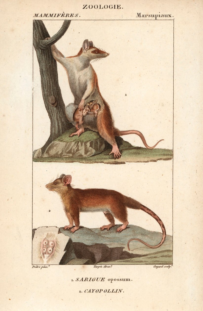 Le sarigue ou oposszum et le cayopollin - Eau forte, Jean Gabriel Pretre (1780-1845), Carnonkel metszete, Frederic Cuvier Természettudományi szótár: Emlősök, szerkesztette Pierre Jean Francois Turpin (1775-1840), kiadta F.G.Levrault, alkotó: Unbekannter Künstler