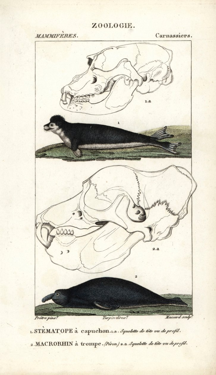 Le stematope à capuchon et le macrorhin a trompe ou elephant de mer - Eau forte, Jean Gabriel Pretre (1780-1845), Carnonkel metszete, Frederic Cuvier Természettudományi szótár: Emlősök, szerkesztette Pierre Jean Francois Turpin (1775-1840). alkotó: Unbekannter Künstler