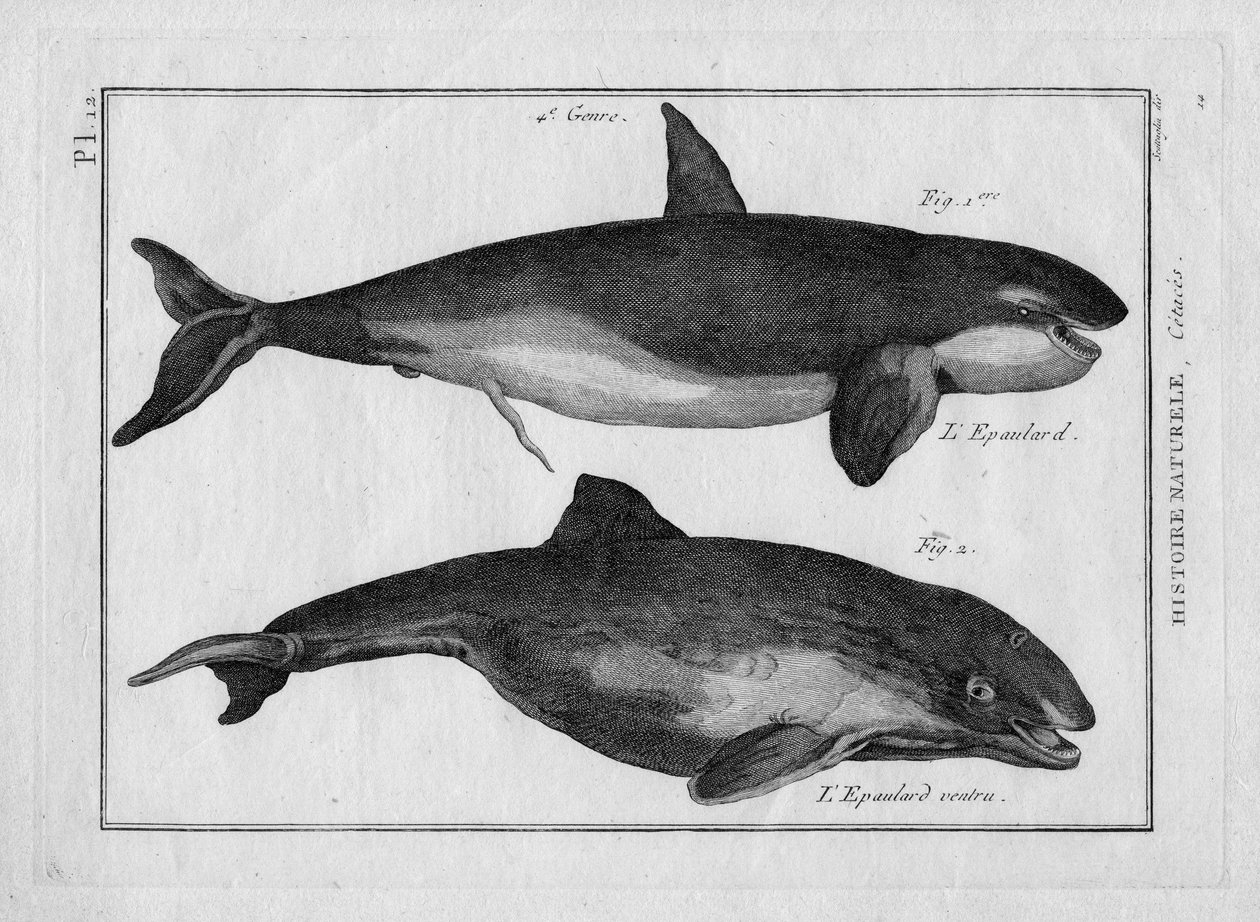 A gyilkos bálna és az orka a Pierre Joseph Bonnaterre (1762-1804) által készített "Tableau Encyclopedique et Methodique des trois Regnes de la Nature" című művében, Párizs, 1784. alkotó: Unbekannter Künstler