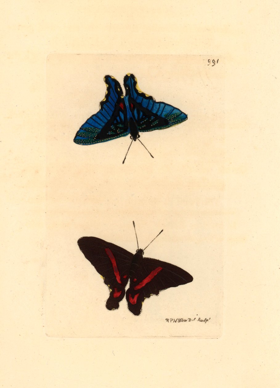 Lepidoptere, a szárnyak felől nézve, a felső részen piros vonalakkal, a hímeknél a hátoldal kék színű, Ancyluris meliboeus - Richard Polydore Nodder (1774-1823) litográfiája, megjelent a The Naturalist Miscellany című folyóiratban. alkotó: Unbekannter Künstler