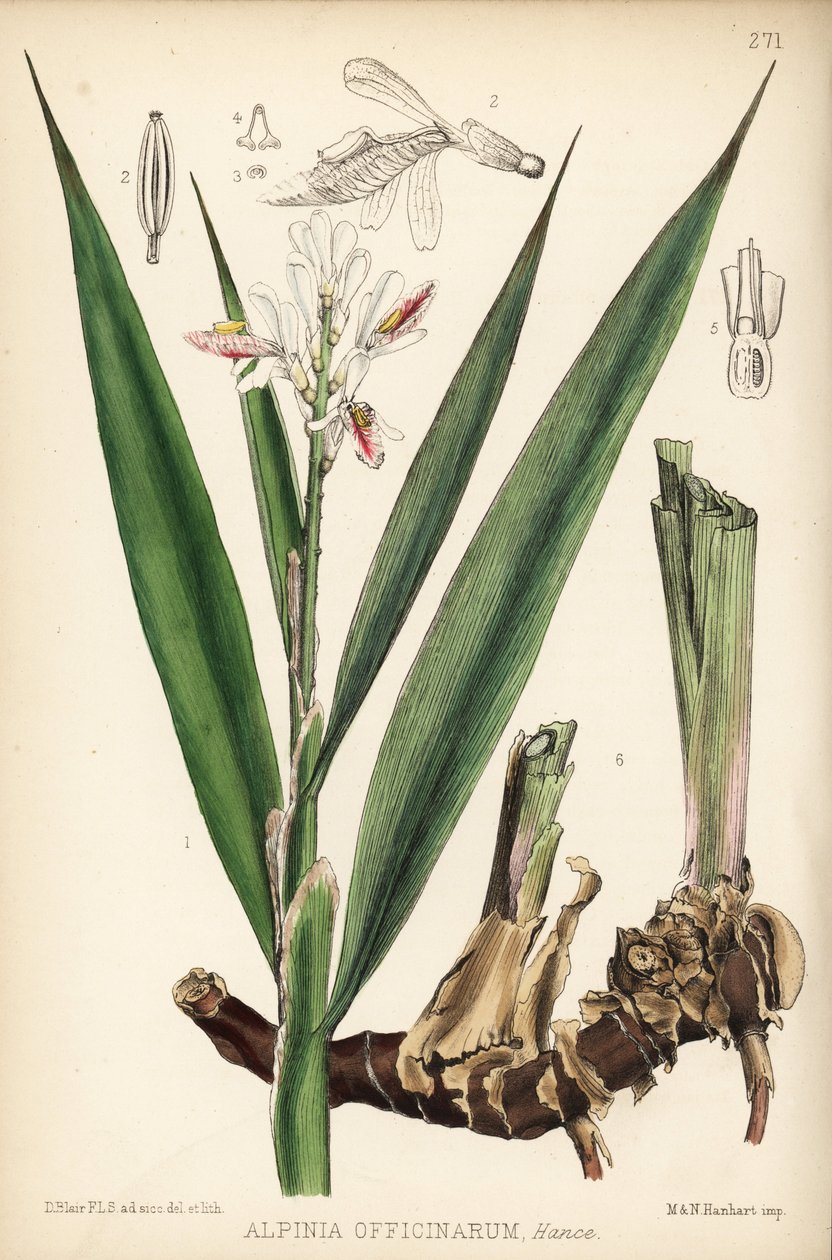 Kis galangál, Alpinia officinarum. Hanhart kézi színezésű litográfiája David Blair botanikai illusztrációja után, Robert Bentley és Henry Trimen: Medicinal Plants, London. alkotó: Unbekannter Künstler