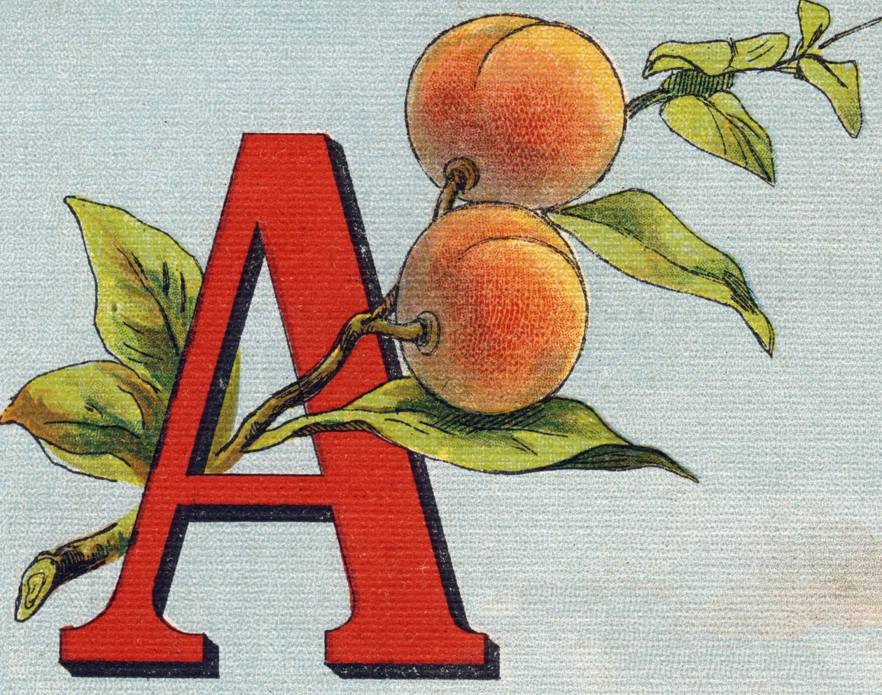 A betű: sárgabarack. Metszet "Alphabet de ma petite fille". Bernardin-Bechet és Fils, könyvkereskedő-kiadók, Párizs, 1895 körül. Törhetetlen album vásznon. Bibliotheque des Bebes. 12 oldal. Olvasási módszert és szemléltető abecedet tartalmazó album alkotó: Unbekannt
